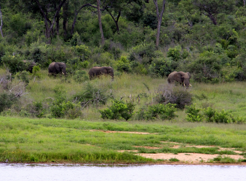 03. Elefanter Ivory Lodge, Zimbabwe (3)