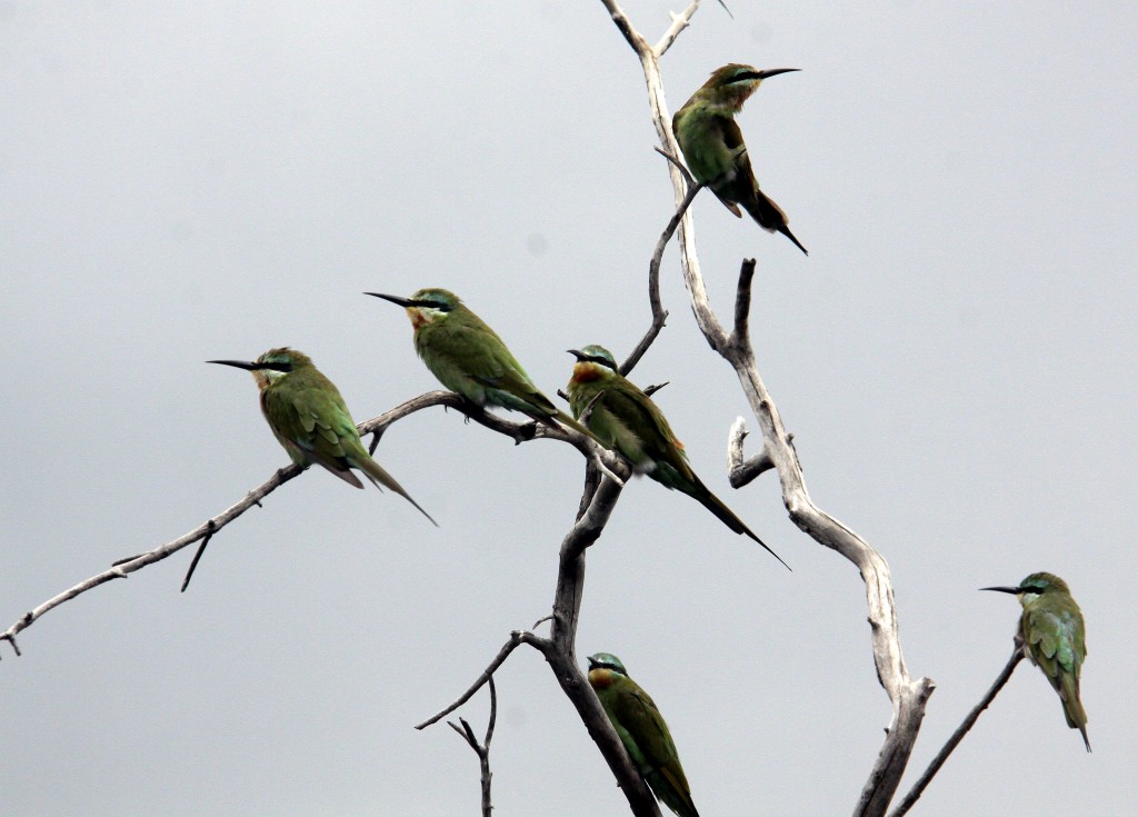 04. Botswana Chobe-floden (11)