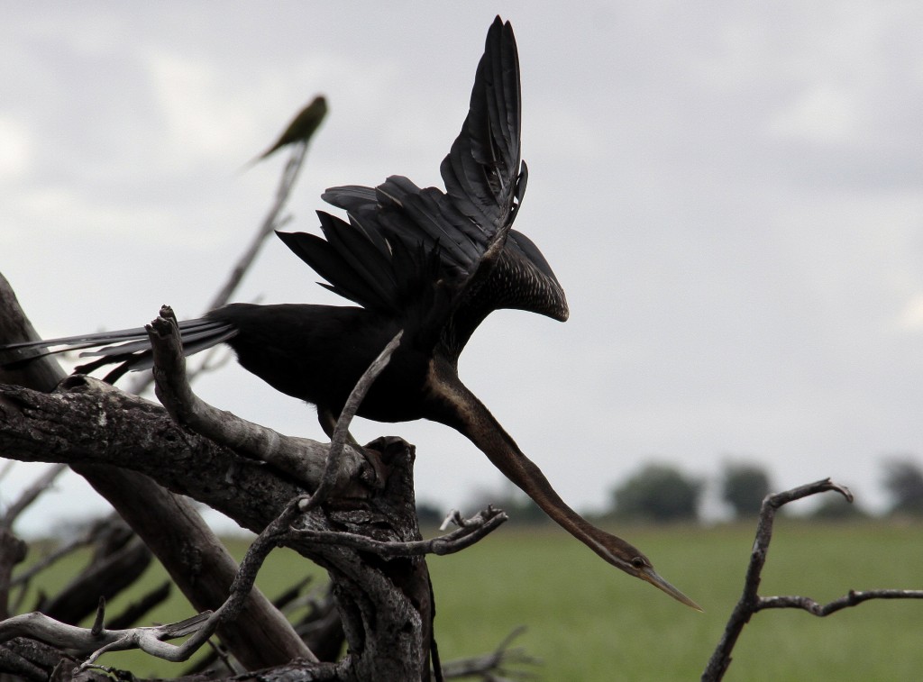 04. Botswana Chobe-floden (14)