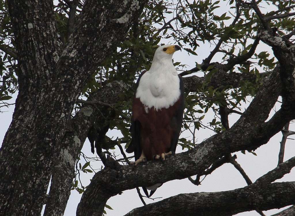 04. Botswana Chobe-floden (16)