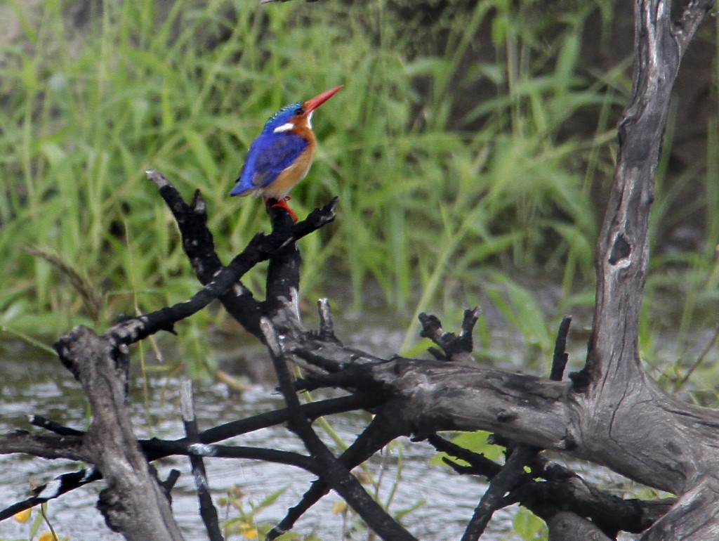 04. Botswana Chobe-floden (21)