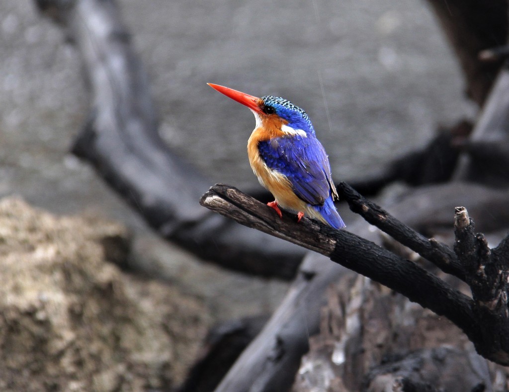 04. Botswana Chobe-floden (22)