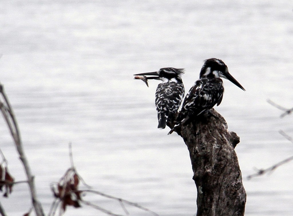 04. Botswana Chobe-floden (4)