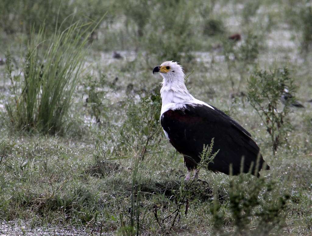 04. Botswana Chobe-floden (41)