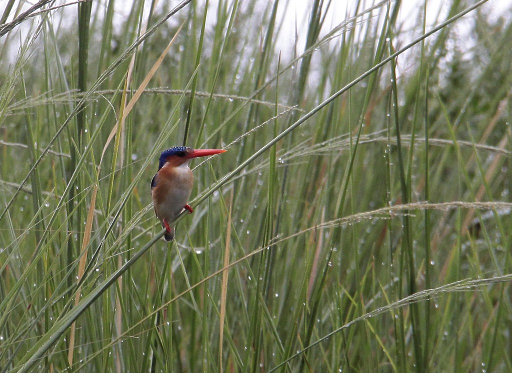 04. Botswana Chobe-floden (43)