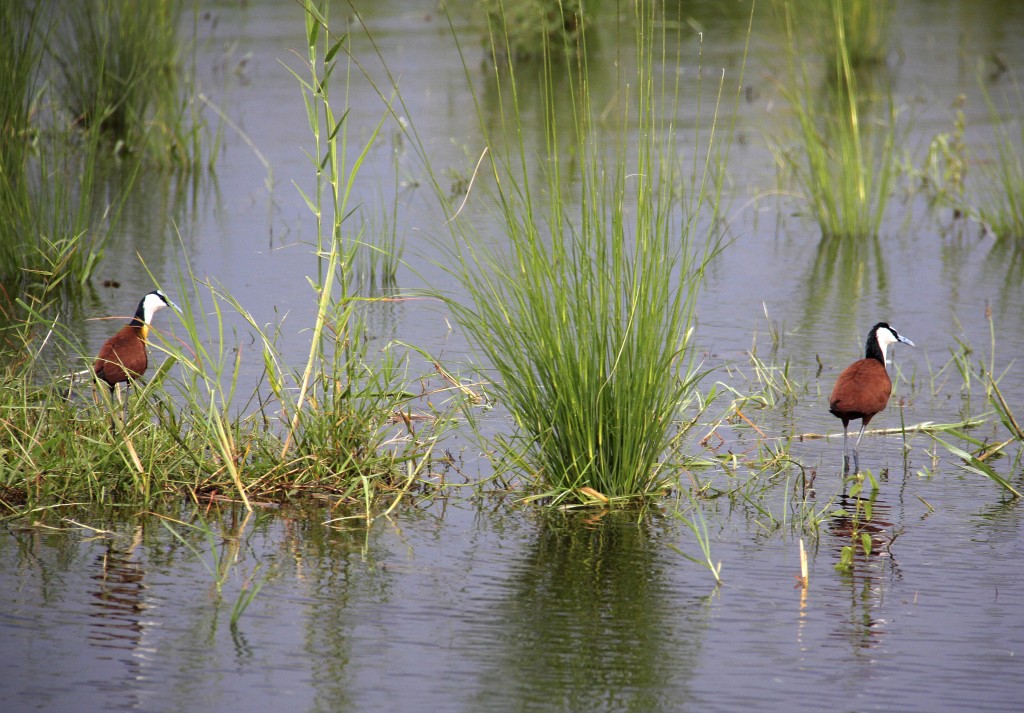 04. Botswana Chobe-floden (44)