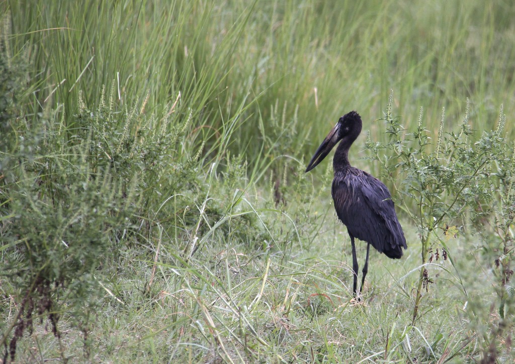 04. Botswana Chobe-floden (50)