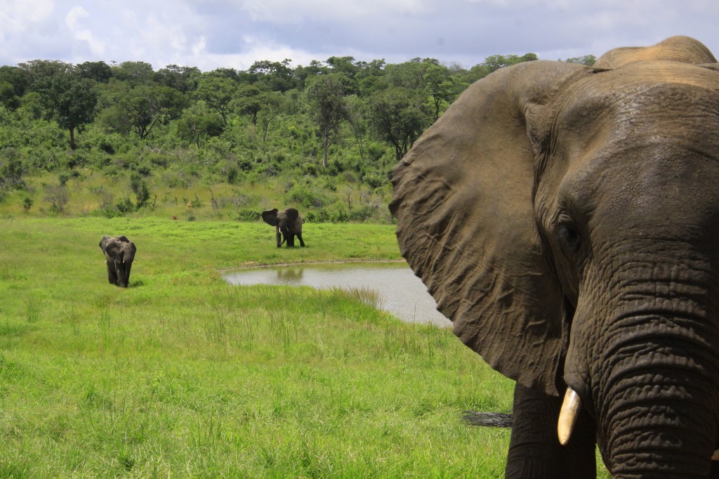 04. Elefanter Ivory Lodge, Zimbabwe (37)