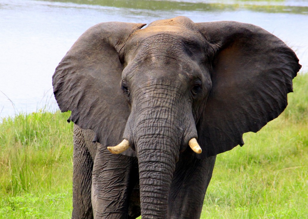 07. Elefanter Ivory Lodge, Zimbabwe (17)
