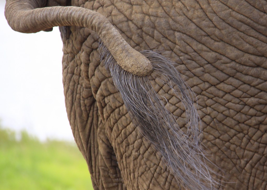 07. Elefanter Ivory Lodge, Zimbabwe (47)