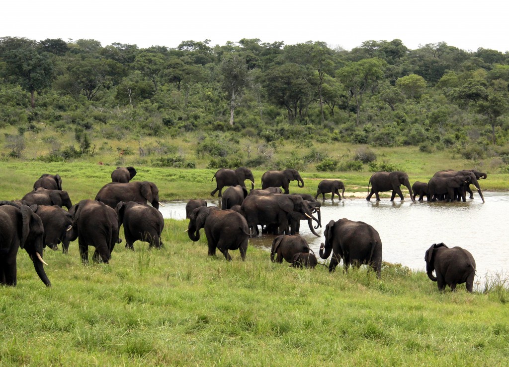 07. Elefanter Ivory Lodge, Zimbabwe (5)