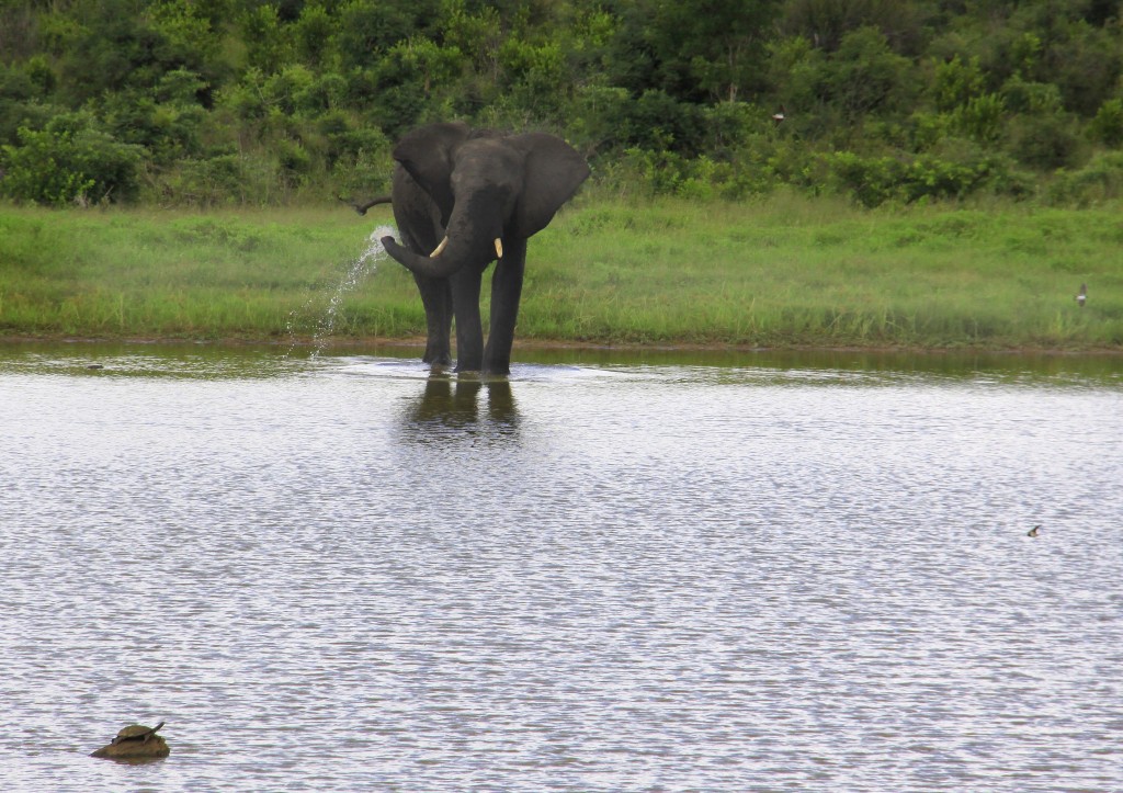 08. Elefanter Ivory Lodge, Zimbabwe (27)