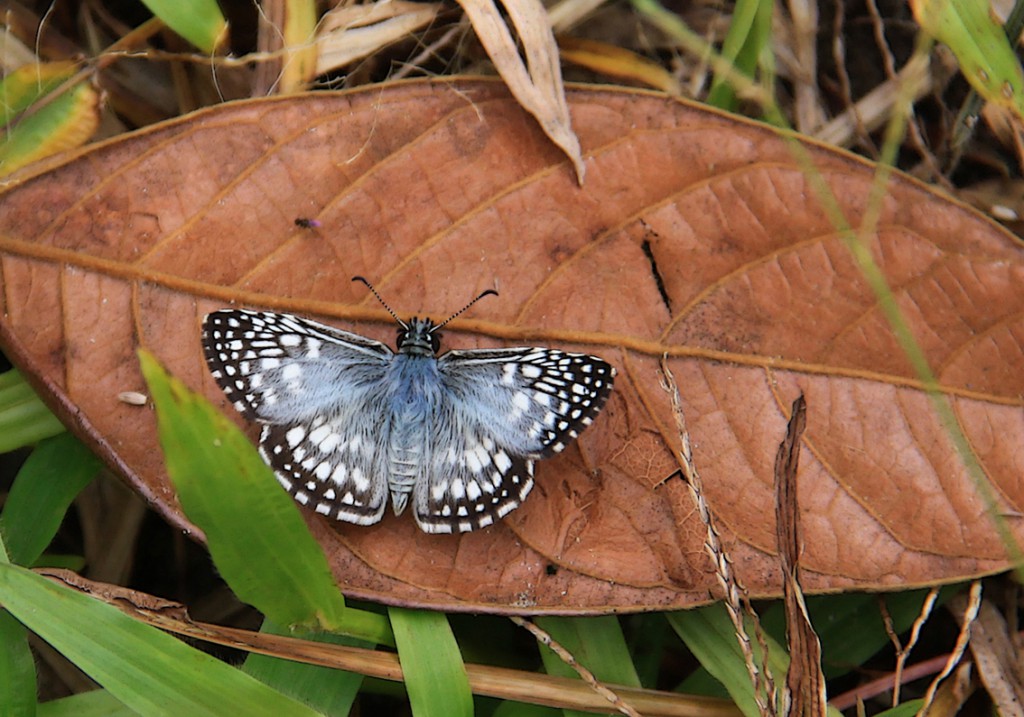 12. Amazonas (16)c