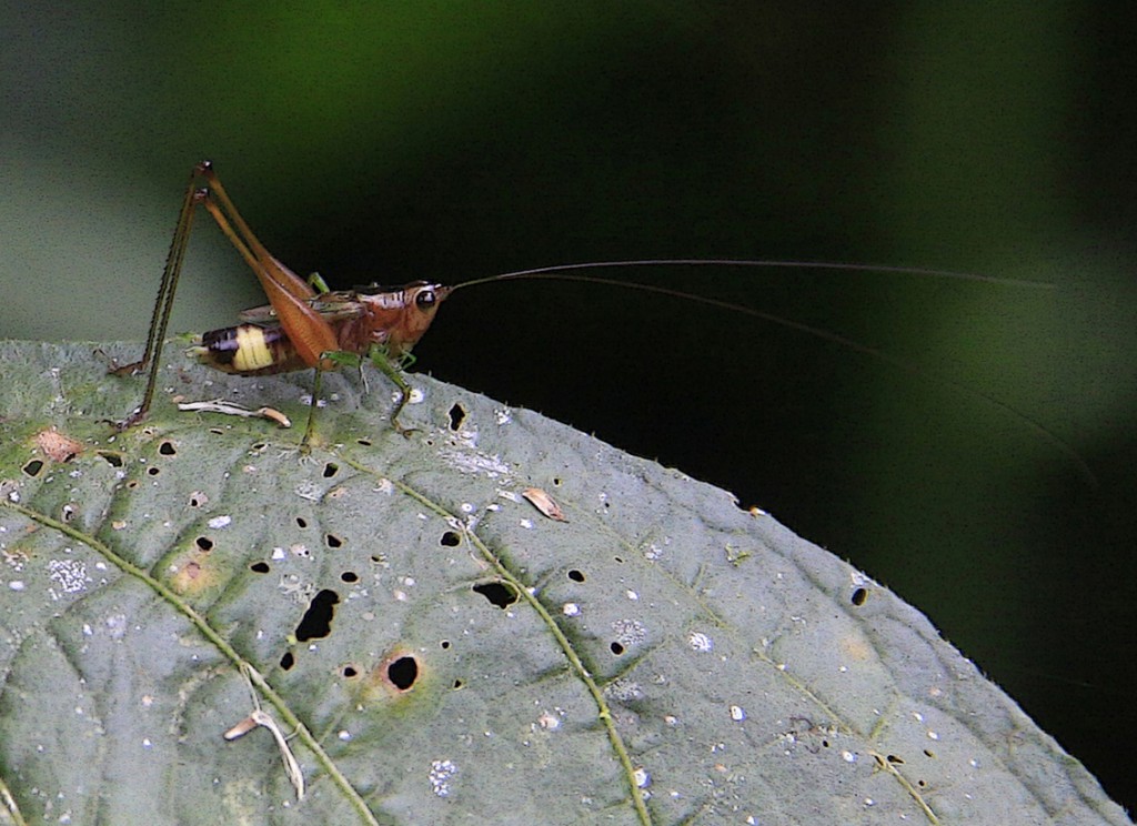 12. Amazonas (51)e