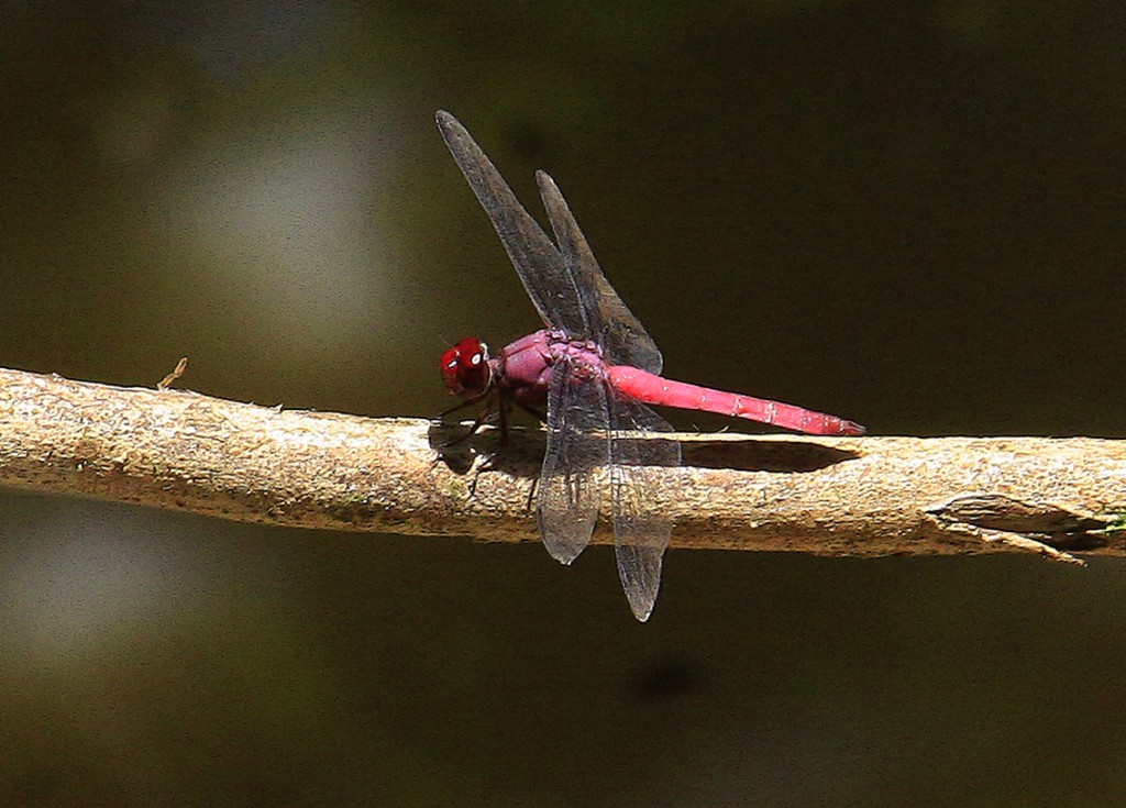 12. Amazonas (51)f