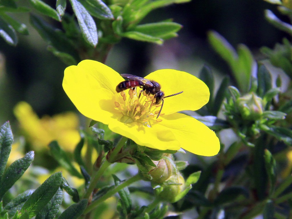 Bi-lidt sommer 2013 (2)