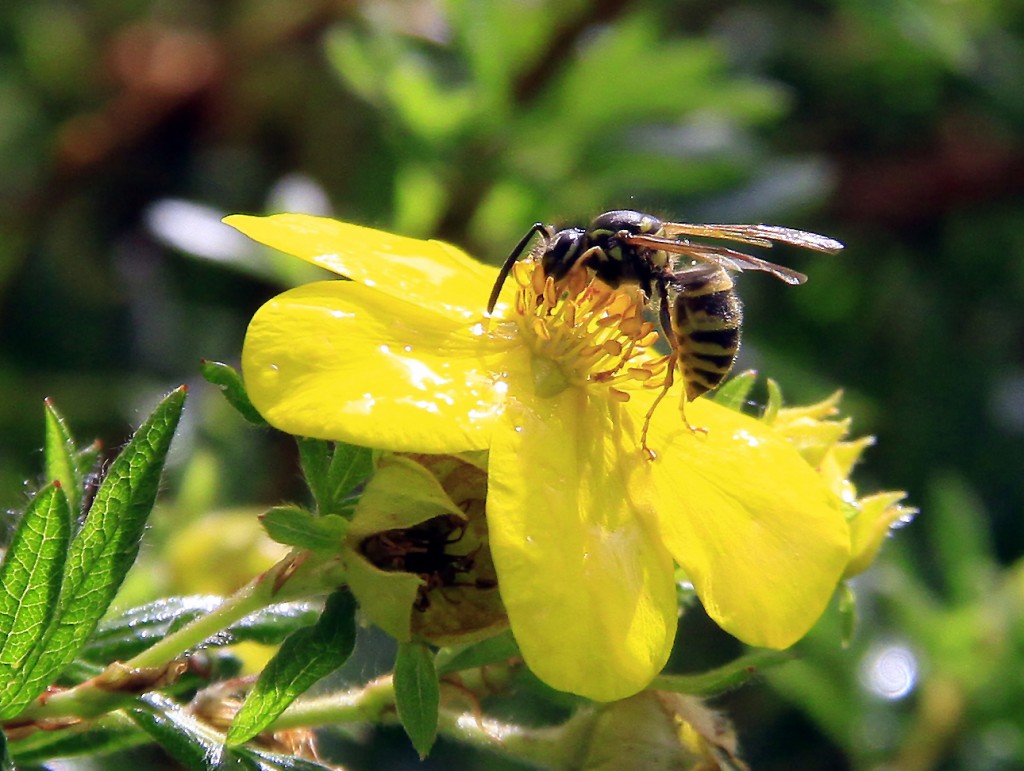 Bi-lidt sommer 2013 (7)