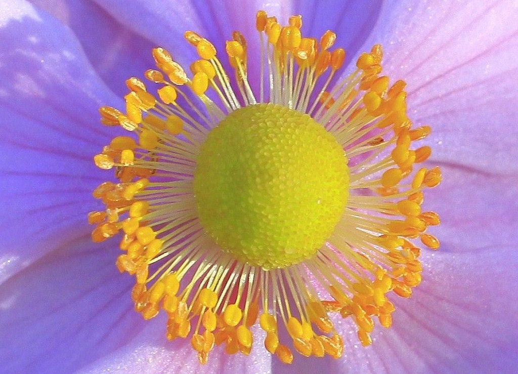 Blomsterkrone