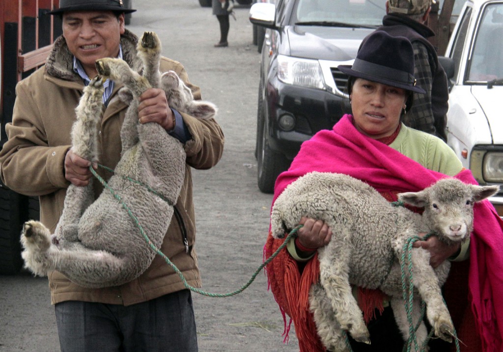 Ecuador - dyremarked (1)