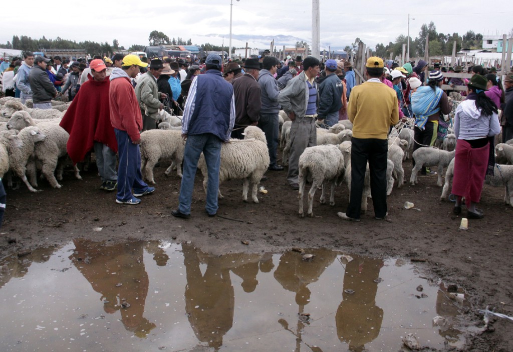 Ecuador - dyremarked (5)