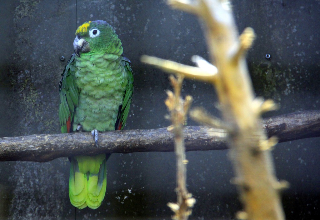 Fuglepark Græsted 2013 papegøjer (12)