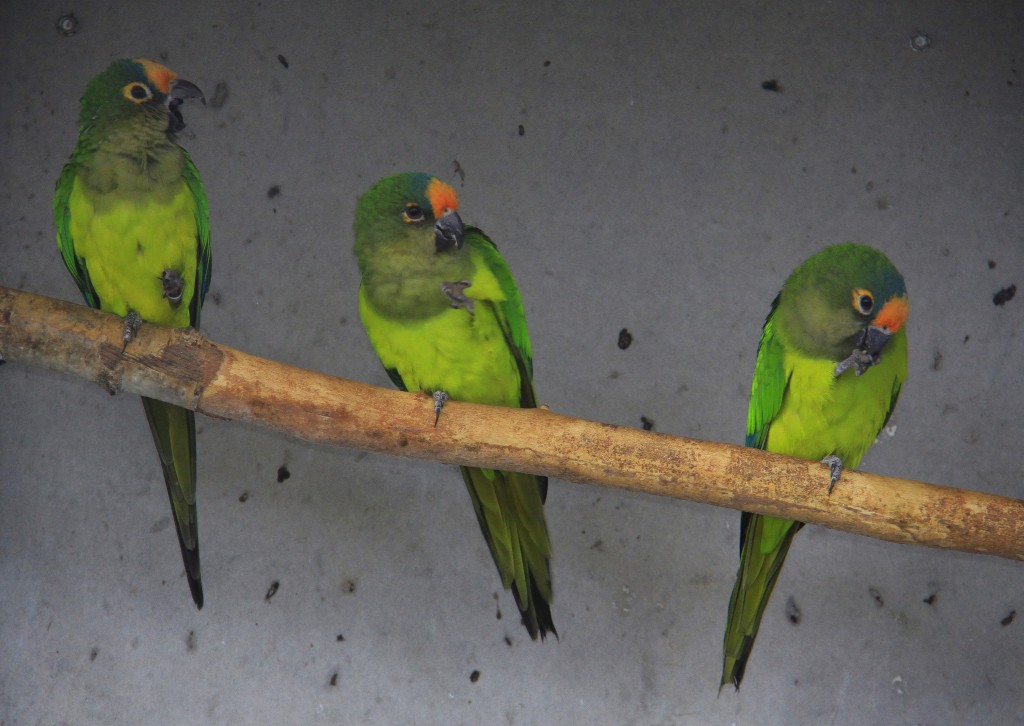 Fuglepark Græsted 2013 papegøjer (15)
