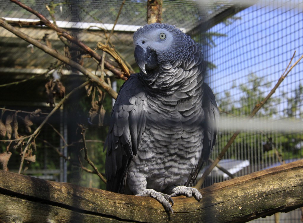 Fuglepark Græsted 2013 papegøjer (3)