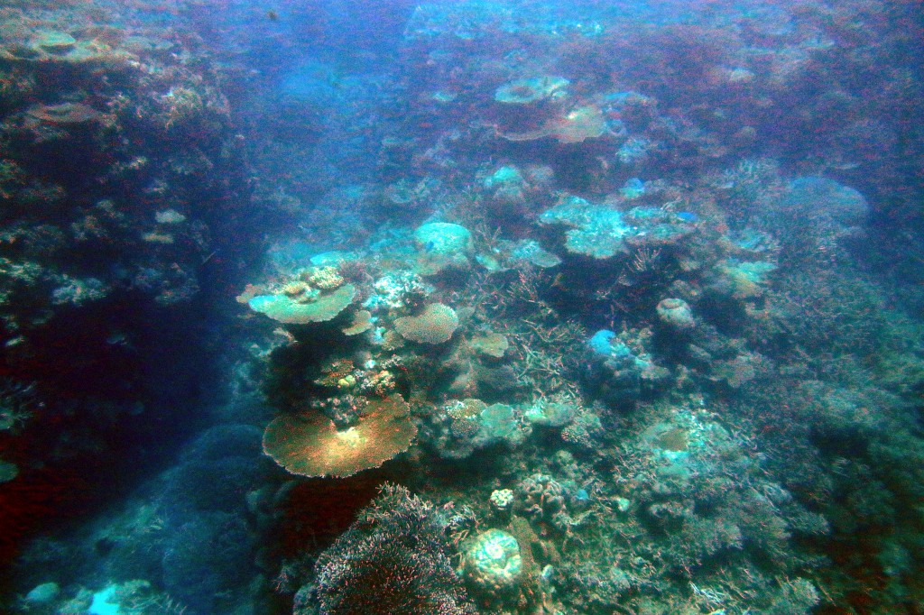 Great Barrier Reef (3)