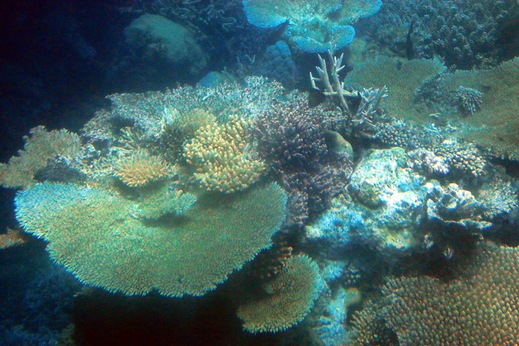 Great Barrier Reef (4)