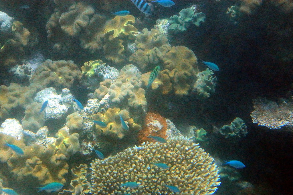 Great Barrier Reef (5)