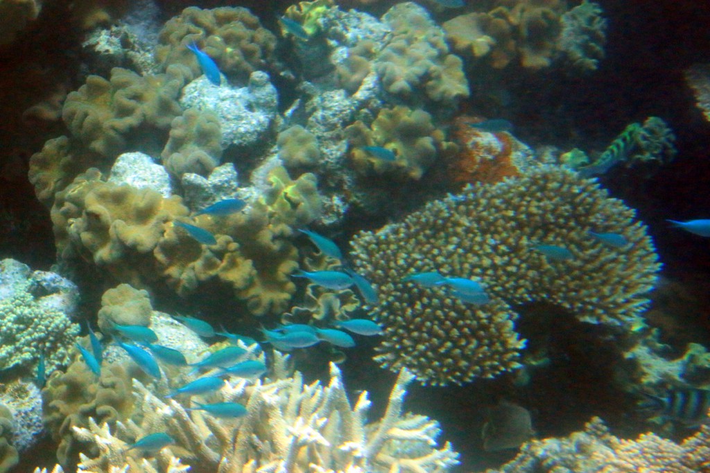 Great Barrier Reef (6)