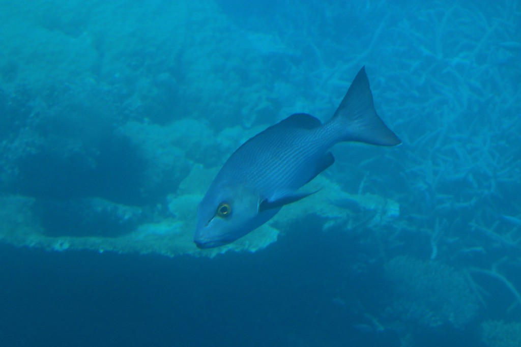 Great Barrier Reef (8)