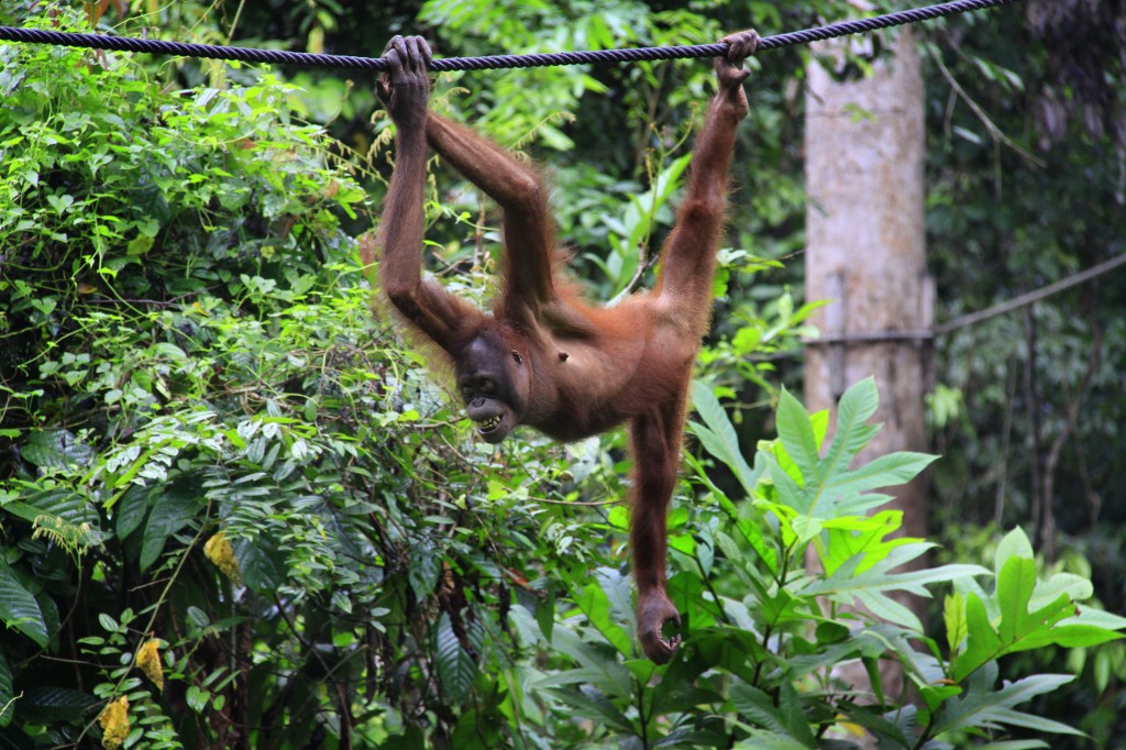 Orangutang  (1)