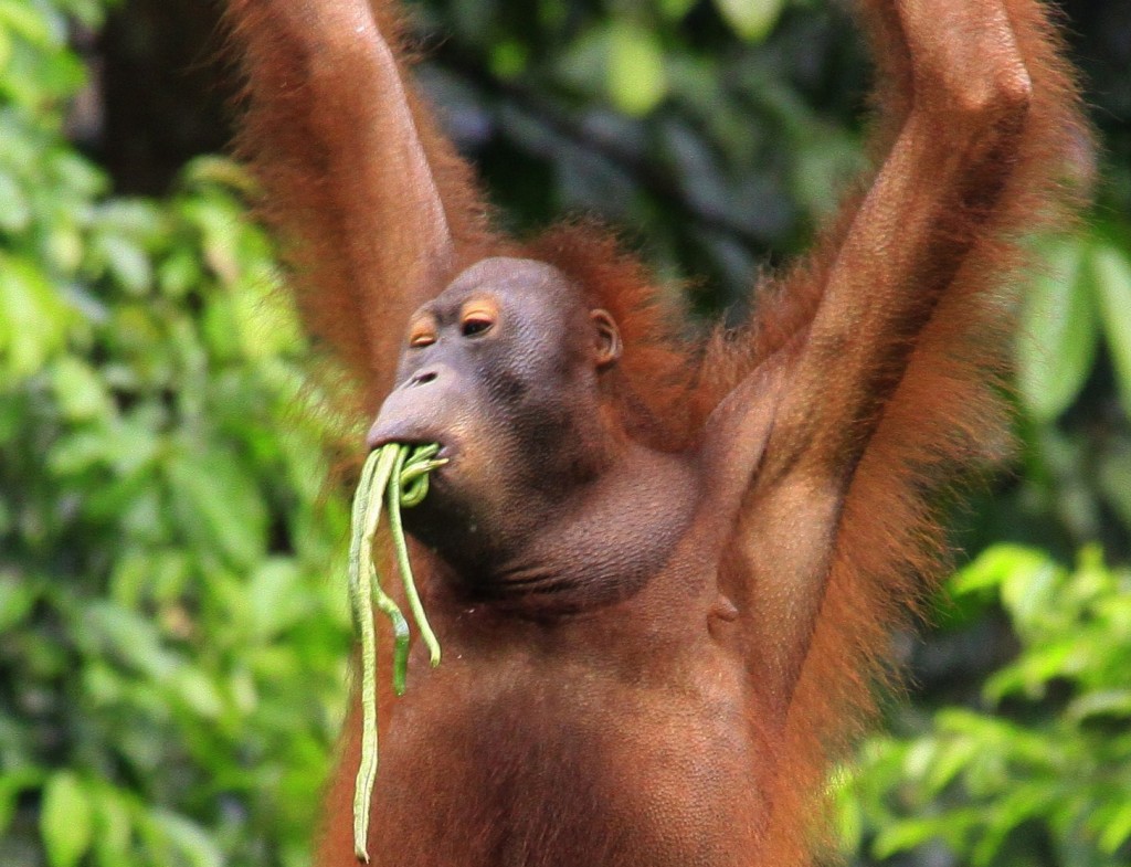 Orangutang  (3)