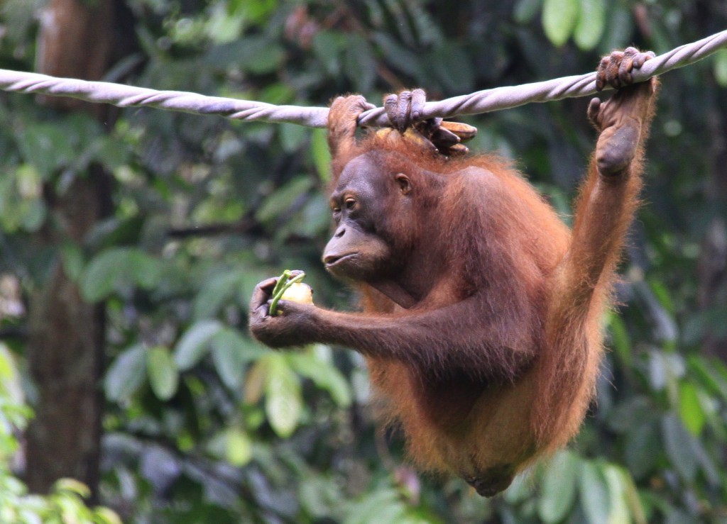 Orangutang  (6)
